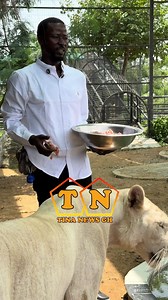 Caretaker Feeds Tigers at Nana Kwame Bediako's Eco Park