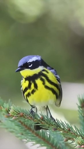 20K views · 1.7K reactions | Magnolia Warbler (Setophaga magnolia) | LEBOK KICAU | Facebook