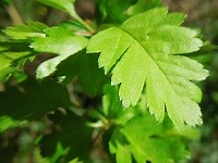 Le printemps, une saison de douceur, de vitalité et de renouveau