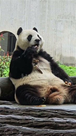 할부지에게 배운대로~❤️(3월 25일 푸바오 실시간) #fubao #panda #푸바오 #판다 #푸바오실시간