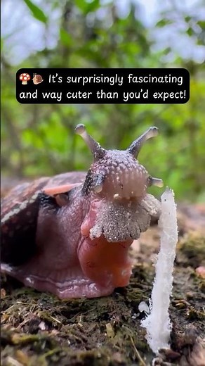Snail Eating a Mushroom - Nature’s Tiny Gourmet - CreatureCops