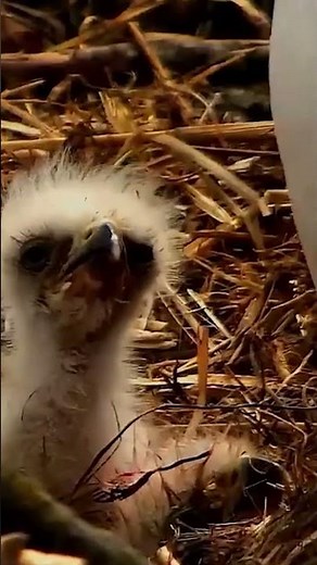 Eaglets Grow Up Fast