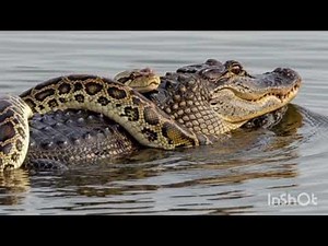 Python vs Alligator | Real Wild Fight Caught on Camera