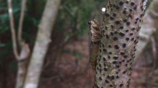 When strange wildlife starts appearing just outside the door