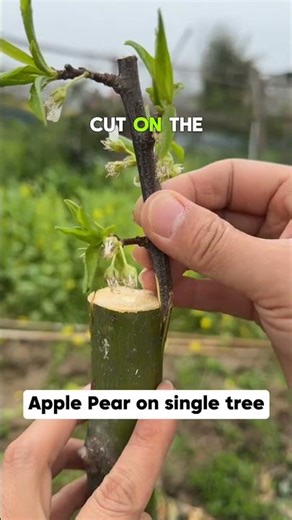Apple + Pear Grafting 🍎🍐 Amazing Combo Tree #Shorts #garden #gardening #cherrypicking