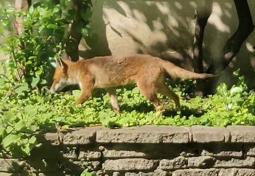 Encountering a Fox in the Wild | Best Day of My Life