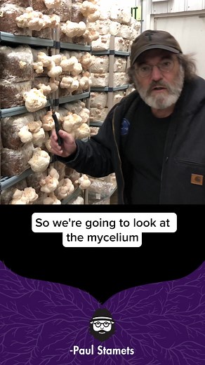 Exploring Lion’s Mane Mycelium with Paul Stamets