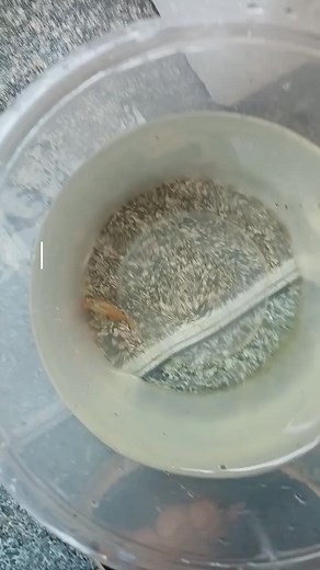 Video của 2cá (@2c5980) với bản nhạc nhạc nền - 2cá