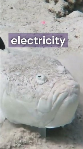 The Electric Monster Hiding Beneath the Sand