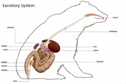 Polar Bear Digestive System - Adaptations, Diagram & Anatomy