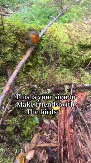 Embrace Nature as a Woodland Fairy in Scotland