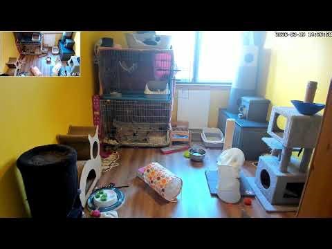 kittens and mead Live Stream