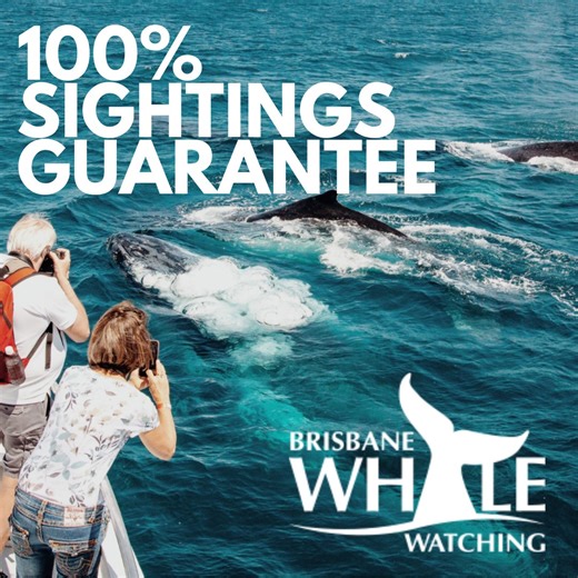 13 shares | Join us for an unforgettable Brisbane Whale Watching experience!  Come on board the magnificent Eye-Spy for an unbeatable encounter with the whales! We offer a 100% sightings guarantee with a fresh gourmet lunch during your cruise. ☀️ Children aged 0-3 ride free ☀️ Afterpay services are available Book your 2025 Whale Watching Adventure today!  | Brisbane Whale Watching | Facebook