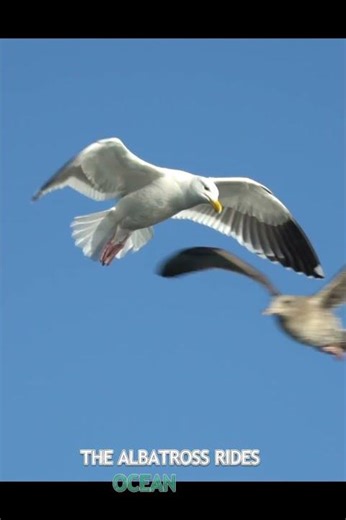 Unique Facts About the Albatross #albatross #wildlifefacts #shorts #animalfacts