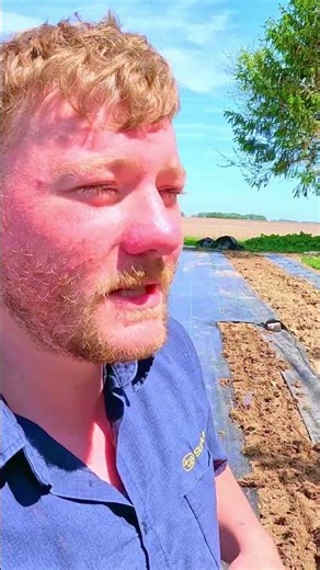 NOT 100% Germination? Plant Them Anyway 🥕 (Red Carrots) #RedCarrots #CarrotGermination #PlantCarrot