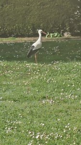 19K views · 545 reactions | Ville de Cernay on Reels | Facebook