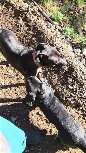 when shes not shredding logs shes training dogs lol Stella havi and lenny .