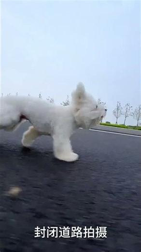 The little cheetah is out to have fun