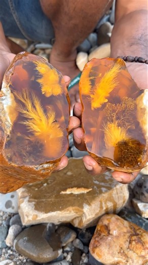 Incredible Amber Stone with Stunning Golden Plume Inclusions!