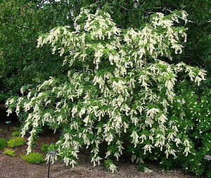 Clethra barbinervis - Alchetron, The Free Social Encyclopedia