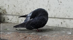 Dove Cleans Feathers With Its Beak. Homeless Hungry Street Birds Cold Weather. Wings Beak Feathers Gray Black Dove. Homeless Street Birds Cold Weather.