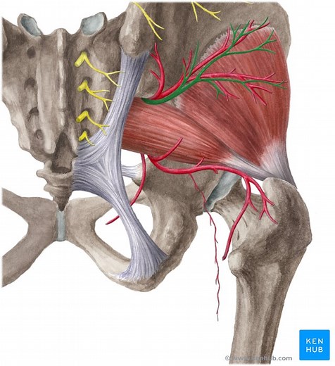 Anatomia do quadril (anca) e coxa