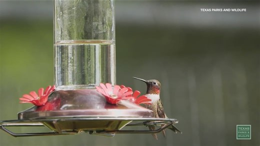 Texas hummingbird migration happening now