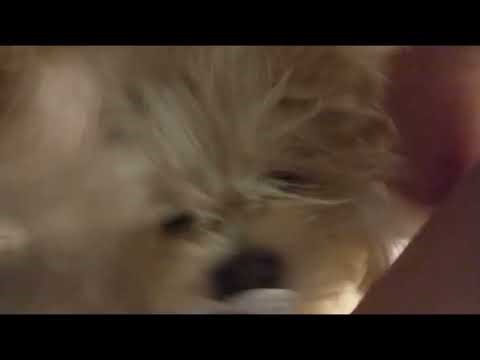 [Dc2] halloween pack 2025 part 2 pack dowload