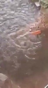 Una madre siempre arriesgará su propia vida para salvar a sus hijos, sin importar la especie que sea. Si encuentras una rata en tu casa, no la mates, existen trampas que no les hacen daño y con las que pueden ser liberadas posteriormente. Las ratas, al igual que cualquier ser vivo, sólo quieren vivir en paz. Respetemos a todas los animales #AnimalHeroes #DefendemosAnimales | ANIMAL HEROES