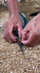 Catch & Release: Rescuing a Spotted Eel Stuck in a Needlefish