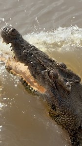 Up & at em. One swish of the tail is all it takes to launch a Saltie out of the water. Stay Crocwise legends. 🐊 NT Australia | Wildman Adventures