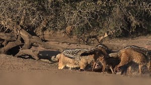 Episode 7 of The Wild Show With James Hendry ! Dec 13th 9:30PM ET in the US on The Roku Channel 478 Dec 14th 7:30PM CAT in SA on DStv v 183 Dec 14th 5.30PM GMT in the UK Watch more sneak peeks, behind the scenes and the show all free on the app #therokuchannel #dstv #wildearth | Wildearth