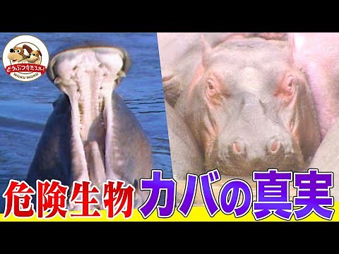 【マサイも逃げる危険生物】ライオンを蹴散らしフンをまき散らす！アフリカで一番多く人間を殺す動物!?カバの真実【どうぶつ奇想天外／WAKUWAKU】