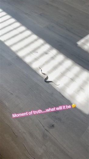 Snake inside California home 🏠 🐍🏠but what is it #snake #california #home #video #baby #happy #fyp