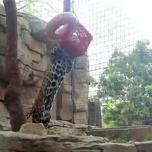 7K views · 11 reactions | “B’alam the jaguar is excited for Saturday snack time!” : San Antonio Zoo MORE ON JAGUARS AT ZOO: https://bit.ly/3vsc1CX | KABB FOX 29 News, San Antonio | Facebook