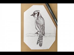 Blue Jay. How to draw a Blue Jay. Simple instructional video on how to draw a Blue Jay.