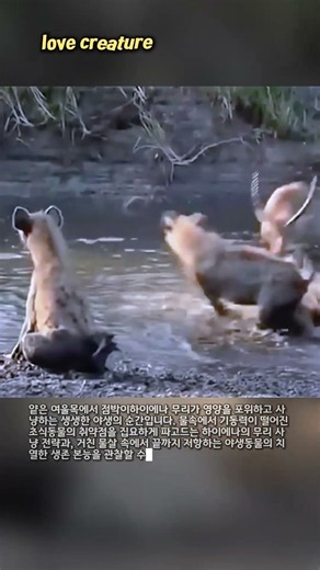 도망칠 곳 없는 진흙탕, 하이에나의 포위망에 걸린 영양의 운명 #wildlife #nature #hyena #africa #safari