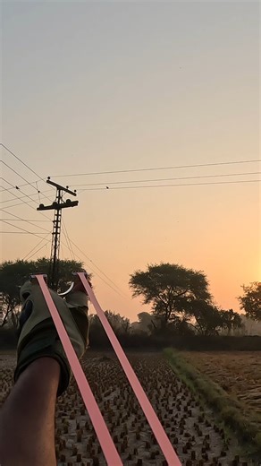 Collared Dove Long Shot! Clean & Perfect Hit!