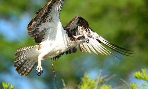8 Things osprey like to eat most (Diet & Facts)