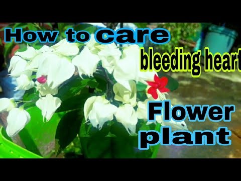 How to care bleeding heart flowers plant. Bleeding heart plants care tips.