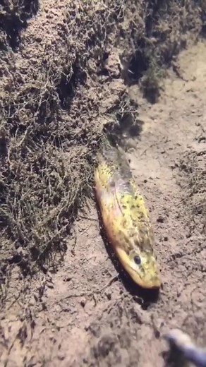 13K views · 127 reactions | Awesome! | Animals | Facebook