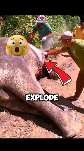 Factverse🎥 | Top 3 Animals That Explode After Death 😱🤯 #facts #animalfacts #wildlife #viral #explore exploding animals, animals that explode after... | Instagram