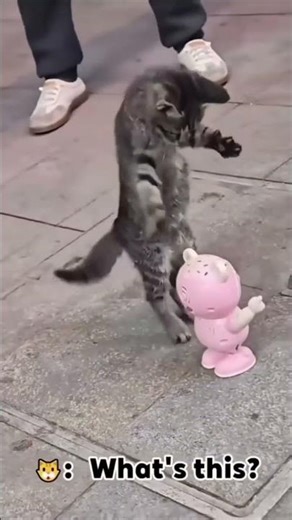Crazy Cats 😂 10 Funniest Cat Moments That Make No Sense! 🐱💥