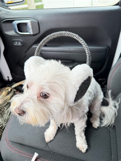 🐶❄️ Teddy is officially a model! He told me he’s taking on extra hours at Cathy’s Place… because apparently we needed a winter accessories expert 😂 Look at this boy — sitting tall, wearing his earmuffs like he’s on the cover of Dog Vogue. He is our newest family model, and he knows it. Comment handsome boy if Teddy just stole your heart today! 💙🐾 | Cathy's Place