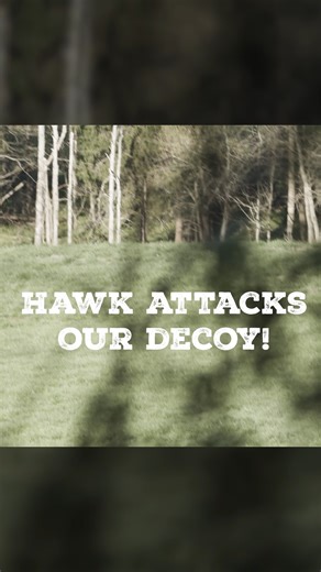 We had yet ANOTHER unique bird of prey experience on our 2nd turkey hunt! While calling in two gobblers, two red-tailed hawks swept down and attacked our hen decoy TWICE! Unfortunately our videographer didn't get all of it on camera, but you can see one of the hawks having a staring contest with our decoy before flying away. 😂 What a memorable turkey season! What's the coolest/weirdest thing YOU'VE witnessed while turkey hunting? #hunting #kentucky #outdoors | Kentucky Afield