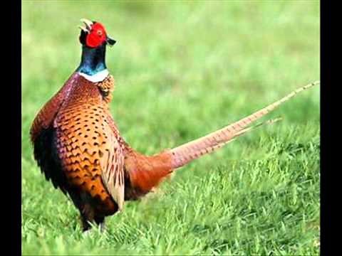 Canto del Fagiano ( RICHIAMO)