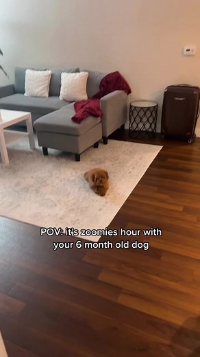 Zoomies Hour: 6 Month Old Toy Poodle's Energetic Playtime