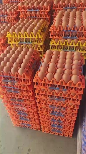 Quality Poultry Farming Techniques for Egg Production