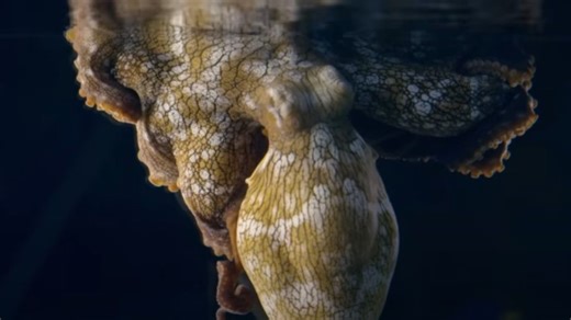 Stunning Footage Shows Octopus Changing Color While Sleeping