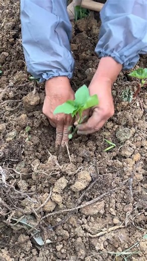Planting lamb's quarters plants Tutorial #farming #shorts